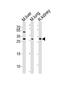 Sclerostin antibody, A03551-1, Boster Biological Technology, Western Blot image 