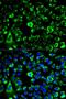 40S ribosomal protein S3 antibody, orb136256, Biorbyt, Immunofluorescence image 