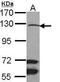 Mitogen-Activated Protein Kinase Kinase Kinase 9 antibody, PA5-29827, Invitrogen Antibodies, Western Blot image 