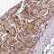 Peroxisomal Biogenesis Factor 16 antibody, HPA043286, Atlas Antibodies, Immunohistochemistry frozen image 