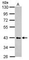 Heparan Sulfate-Glucosamine 3-Sulfotransferase 2 antibody, NBP2-16880, Novus Biologicals, Western Blot image 
