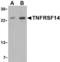 TNF Receptor Superfamily Member 14 antibody, TA306307, Origene, Western Blot image 