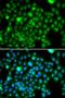 Butyrophilin Like 2 antibody, orb247817, Biorbyt, Immunofluorescence image 