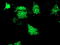 Sirtuin 5 antibody, TA503281, Origene, Immunofluorescence image 