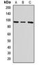 Integrin beta-8 antibody, LS-C668478, Lifespan Biosciences, Western Blot image 