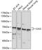 Dual specificity protein kinase CLK2 antibody, 23-254, ProSci, Western Blot image 
