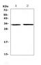 XPA, DNA Damage Recognition And Repair Factor antibody, A01182-2, Boster Biological Technology, Western Blot image 