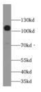 Cadherin 13 antibody, FNab01184, FineTest, Western Blot image 