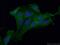 Galectin 1 antibody, 60223-1-Ig, Proteintech Group, Immunofluorescence image 