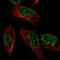 Myosin IH antibody, NBP1-81945, Novus Biologicals, Immunofluorescence image 