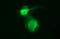 Uracil Phosphoribosyltransferase Homolog antibody, LS-C338230, Lifespan Biosciences, Immunofluorescence image 