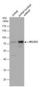 Zinc finger protein Helios antibody, PA5-30444, Invitrogen Antibodies, Western Blot image 