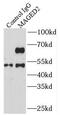 Melanoma-associated antigen D2 antibody, FNab04948, FineTest, Immunoprecipitation image 