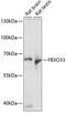F-Box Protein 33 antibody, 15-475, ProSci, Western Blot image 