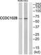 Coiled-Coil Domain Containing 102B antibody, TA313197, Origene, Western Blot image 