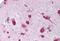 BAP antibody, MBS241740, MyBioSource, Immunohistochemistry frozen image 