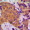 Forkhead Box O1 antibody, LS-C352211, Lifespan Biosciences, Immunohistochemistry frozen image 