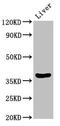 D-Aspartate Oxidase antibody, CSB-PA006593LA01HU, Cusabio, Western Blot image 