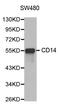 CD14 antibody, STJ29849, St John
