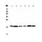 Mediator Complex Subunit 9 antibody, PA5-79661, Invitrogen Antibodies, Western Blot image 