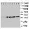 CRK Like Proto-Oncogene, Adaptor Protein antibody, orb76321, Biorbyt, Western Blot image 