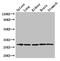 Receptor Transporter Protein 3 antibody, CSB-PA887106LA01HU, Cusabio, Western Blot image 