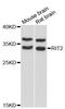 GTP-binding protein Rit2 antibody, LS-C748106, Lifespan Biosciences, Western Blot image 