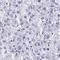 Sin3A Associated Protein 25 antibody, HPA062610, Atlas Antibodies, Immunohistochemistry frozen image 