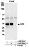Kinetochore-associated protein NSL1 homolog antibody, A300-795A, Bethyl Labs, Immunoprecipitation image 