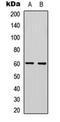 Dug antibody, orb256744, Biorbyt, Western Blot image 