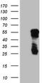Basic Helix-Loop-Helix Family Member E41 antibody, TA806408S, Origene, Western Blot image 