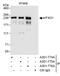 p220 antibody, A301-775A, Bethyl Labs, Immunoprecipitation image 