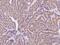 Derlin 2 antibody, 203577-T10, Sino Biological, Immunohistochemistry frozen image 