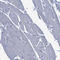 C-C Motif Chemokine Ligand 2 antibody, HPA019163, Atlas Antibodies, Immunohistochemistry paraffin image 