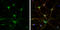 SH3 Domain Containing GRB2 Like 1, Endophilin A2 antibody, GTX133349, GeneTex, Immunocytochemistry image 