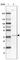 Acyl-CoA Dehydrogenase Family Member 8 antibody, HPA043903, Atlas Antibodies, Western Blot image 