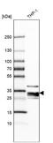 Ribonuclease T2 antibody, NBP1-88753, Novus Biologicals, Western Blot image 