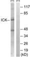 Intestinal Cell Kinase antibody, abx012914, Abbexa, Western Blot image 