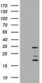 Multidrug resistance protein 1 antibody, TA801010AM, Origene, Western Blot image 