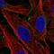 Lactase Like antibody, HPA071640, Atlas Antibodies, Immunocytochemistry image 