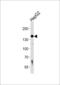 Hypoxia Up-Regulated 1 antibody, LS-C100905, Lifespan Biosciences, Western Blot image 