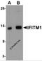 Interferon Induced Transmembrane Protein 1 antibody, 5807, ProSci Inc, Western Blot image 