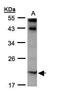 Interleukin 22 antibody, PA5-34753, Invitrogen Antibodies, Western Blot image 