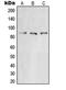 X-Ray Repair Cross Complementing 5 antibody, LS-C353016, Lifespan Biosciences, Western Blot image 