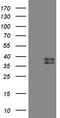 MEP antibody, CF809346, Origene, Western Blot image 