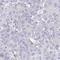 Pyruvate Dehydrogenase E1 Alpha 2 Subunit antibody, HPA047864, Atlas Antibodies, Immunohistochemistry frozen image 
