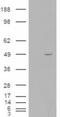 NGG1 Interacting Factor 3 Like 1 antibody, orb18452, Biorbyt, Western Blot image 
