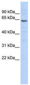 Zinc Finger With KRAB And SCAN Domains 8 antibody, TA343599, Origene, Western Blot image 