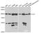 Cullin 5 antibody, TA332647, Origene, Western Blot image 