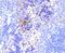 NLR Family Pyrin Domain Containing 3 antibody, NBP2-67639, Novus Biologicals, Immunohistochemistry paraffin image 
